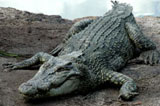 Crocodile Farm