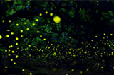 Fireflies Watching